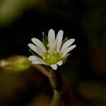 Cerastium pumilum 花