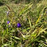 Dianella caerulea Fruto