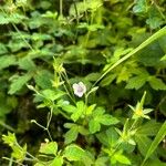 Geranium sibiricum Fleur