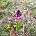 Orchis purpureaЦветок