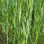 Hordeum pusillum Feuille