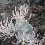 Acacia podalyriifolia Hoja