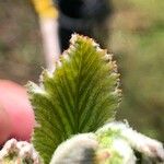 Sorbus mougeotii Levél