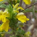 Bartsia trixagoBloem