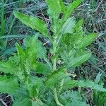 Erigeron steudelii Folha