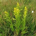 Solidago sempervirens Blüte