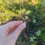 Pedicularis sceptrum-carolinum Floro