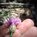 Centaurea deusta 花