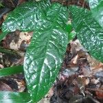 Amasonia lasiocaulos Лист