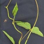 Vigna lasiocarpa Diğer