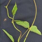 Vigna lasiocarpa Other