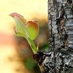 Pyrus cordata Folha