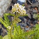 Achillea distans Blüte