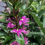 Lythrum junceum Квітка