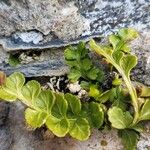 Asplenium marinum Leaf