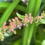 Rumex sanguineus Žiedas