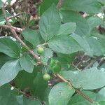 Feretia apodanthera Otro