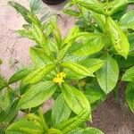Fadogia triphylla Flor