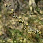 Artemisia atrata Цветок