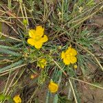 Ranunculus sardous Blomst