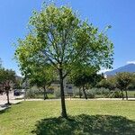 Tilia dasystyla Habitus