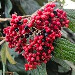 Viburnum rhytidophyllumGyümölcs
