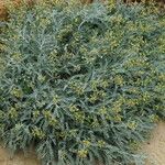 Astragalus traskiae Alkat (teljes növény)