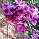Jacaranda puberula Flor
