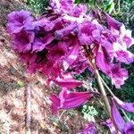 Jacaranda puberula Flower