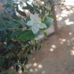 Carpenteria californica 花