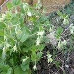 Geum heterocarpum Habit