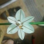 Asphodelus fistulosus 花