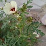 Hibiscus trionumVirág