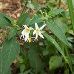Solanum chenopodioides 花