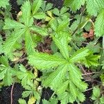 Potentilla nepalensis Hoja