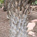 Copernicia alba Bark