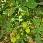 Aesculus hippocastanum Fruit