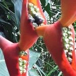 Heliconia bihai Flors