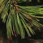 Pinus albicaulis Folha