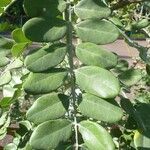 Sophora tomentosa Leaf