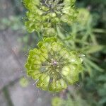 Iberis umbellata Fruit