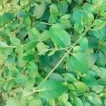 Lonicera japonicaLeaf