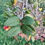 Ochna serrulata Leaf