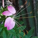 Cleome spinosa Flower
