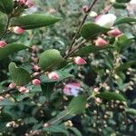 Camellia rosthorniana Leaf