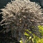 Aeonium lancerottense Kvet