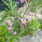 Matthiola longipetala Flower