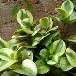 Peperomia magnoliifoliaपत्ता