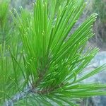 Pinus halepensisList