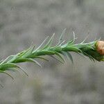 Linum strictum Leaf